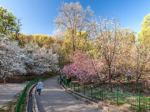 Ботанически сад в центре Киева
